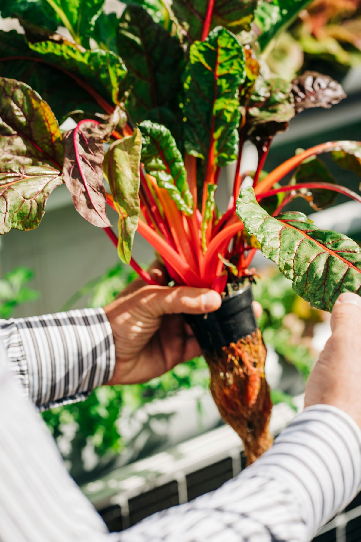 a person holding a plant